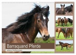 Barraquand Pferde - seltene Südfranzosen (Wandkalender 2025 DIN A3 quer), CALVENDO Monatskalender - Meike Bölts