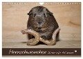 Meerschweinchen - Kleine süße Fellnasen (Wandkalender 2024 DIN A4 quer), CALVENDO Monatskalender - Petra Fischer