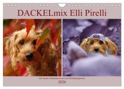DACKELmix Elli Pirelli (Wandkalender 2026 DIN A4 quer), CALVENDO Monatskalender - Kathrin Köntopp