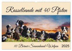 Rasselbande mit 40 Pfoten (Wandkalender 2025 DIN A2 quer), CALVENDO Monatskalender - Claudia Kleemann