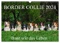 Border Collie 2024 (Wandkalender 2024 DIN A3 quer), CALVENDO Monatskalender - Sigrid Starick