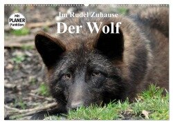Im Rudel Zuhause - Der Wolf (Wandkalender 2026 DIN A2 quer), CALVENDO Monatskalender - Arno Klatt