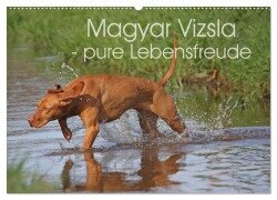 Magyar Vizsla - pure Lebensfreude (Wandkalender 2025 DIN A2 quer), CALVENDO Monatskalender - Barbara Mielewczyk