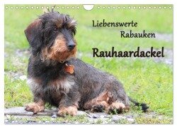 Liebenswerte Rabauken Rauhaardackel / CH-Version (Wandkalender 2025 DIN A4 quer), CALVENDO Monatskalender - Barbara Mielewczyk