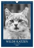 Wilde Katzen - Korsikas Samtpfoten (Wandkalender 2024 DIN A4 hoch), CALVENDO Monatskalender - Claudia Schimmack