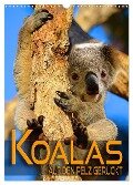 Koalas auf den Pelz gerückt (Wandkalender 2025 DIN A3 hoch), CALVENDO Monatskalender - Renate Utz