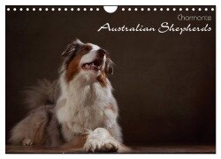 Charmante Australian Shepherds (Wandkalender 2026 DIN A4 quer), CALVENDO Monatskalender - Jana Behr