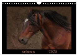 Animals (Wandkalender 2025 DIN A4 quer), CALVENDO Monatskalender - Claudia Möckel Lucy L!u