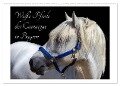 Weiße Pferde der Camargue in Bayern (Wandkalender 2024 DIN A2 quer), CALVENDO Monatskalender - Photography Brigitte Jaritz