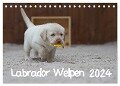 Labrador Welpen (Tischkalender 2024 DIN A5 quer), CALVENDO Monatskalender - Heidi Bollich