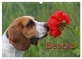 Beagle (Wandkalender 2024 DIN A3 quer), CALVENDO Monatskalender - Pferdografen. De Antje Lindert-Rottke Martina Berg