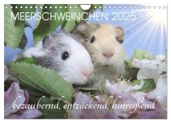 Meerschweinchen 2025 - bezaubernd, hinreißend, entzückend (Wandkalender 2025 DIN A4 quer), CALVENDO Monatskalender - Sabine Hampe-Neves