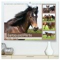 Barraquand Pferde - seltene Südfranzosen (hochwertiger Premium Wandkalender 2025 DIN A2 quer), Kunstdruck in Hochglanz - Meike Bölts