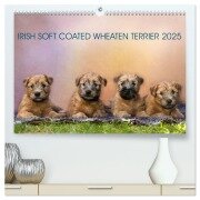 IRISH SOFT COATED WHEATEN TERRIER 2025 (hochwertiger Premium Wandkalender 2025 DIN A2 quer), Kunstdruck in Hochglanz - Annett Mirsberger Www. Tierpfoto. De
