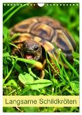 Langsame Schildkröten (Wandkalender 2024 DIN A4 hoch), CALVENDO Monatskalender - Kattobello Kattobello
