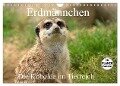Erdmännchen - Die Kobolde im Tierreich (Wandkalender 2024 DIN A4 quer), CALVENDO Monatskalender - Arno Klatt