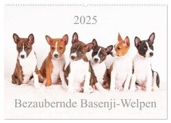 Bezaubernde Basenji-Welpen (Wandkalender 2025 DIN A2 quer), CALVENDO Monatskalender - Angelika Joswig