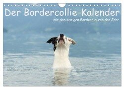 Der Bordercollie-Kalender (Wandkalender 2025 DIN A4 quer), CALVENDO Monatskalender - Kathrin Köntopp
