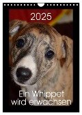 Ein Whippet wird erwachsen (Wandkalender 2025 DIN A4 hoch), CALVENDO Monatskalender - Ula Redl