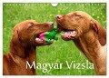 Magyar Vizsla (Wandkalender 2024 DIN A4 quer), CALVENDO Monatskalender - Kerstin Grüttner