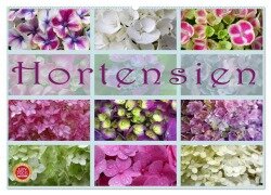 Hortensien / Geburtstagskalender (Wandkalender 2025 DIN A2 quer), CALVENDO Monatskalender - Martina Cross