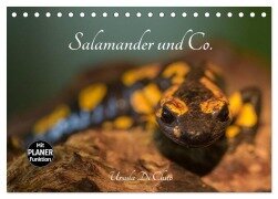Salamander und Co. (Tischkalender 2026 DIN A5 quer), CALVENDO Monatskalender - Ursula Di Chito