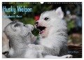 Husky Welpen (Wandkalender 2024 DIN A3 quer), CALVENDO Monatskalender - Michael Ebardt