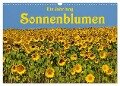 Ein Jahr lang Sonnenblumen (Wandkalender 2024 DIN A3 quer), CALVENDO Monatskalender - Anke van Wyk - www. germanpix. net