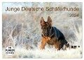 Junge Deutsche Schäferhunde (Wandkalender 2024 DIN A2 quer), CALVENDO Monatskalender - Petra Schiller