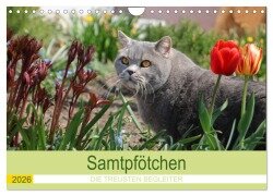 Cover-Bild zum Titel 'Samtpfötchen - Die treusten Begleiter 2026 (Wandkalender 2026 DIN A4 quer), CALVENDO Monatskalender' von 'Karin Kraus'