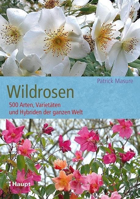 Wildrosen - Patrick Masure