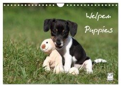 Cover-Bild zum Titel 'Welpen - Puppies (Wandkalender 2026 DIN A4 quer), CALVENDO Monatskalender' von 'Jeanette Hutfluss'