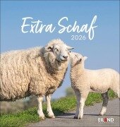 Extra Schaf Postkartenkalender 2026 - 