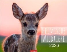 Cover-Bild zum Titel 'Heimische Wildtiere Kalender 2026' von ''