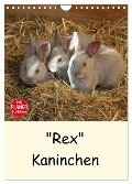 "Rex" Kaninchen (Wandkalender 2024 DIN A4 hoch), CALVENDO Monatskalender - Anja Bagunk