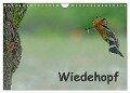 Wiedehopf (Wandkalender 2024 DIN A4 quer), CALVENDO Monatskalender - Gerald Wolf