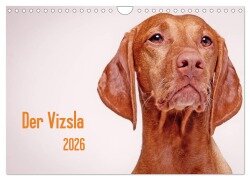 Der Vizsla 2026 (Wandkalender 2026 DIN A4 quer), CALVENDO Monatskalender - Susanne Stark