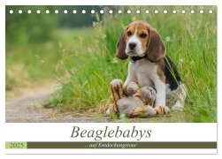 Beaglebabys auf Entdeckungstour (Tischkalender 2025 DIN A5 quer), CALVENDO Monatskalender - Sonja Teßen