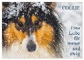 Collies - Eine Liebe für immer und ewig (Wandkalender 2024 DIN A3 quer), CALVENDO Monatskalender - Sigrid Starick