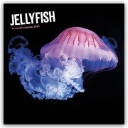 Cover-Bild zum Titel 'Jellyfish - Quallen 2026 - Wand-Kalender' von 'Carousel Calendar'