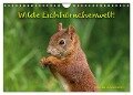 Wilde Eichhörnchenwelt! (Wandkalender 2024 DIN A4 quer), CALVENDO Monatskalender - Birte Alber und Carsten Cording