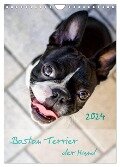 Boston Terrier der Hund 2024 (Wandkalender 2024 DIN A4 hoch), CALVENDO Monatskalender - Nailia Schwarz