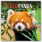 Cover-Bild zum Titel 'Red Panda - Rote Pandas - Rote Pandabären 2026 - Wand-Kalender' von 'Carousel Calendar'