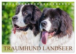 Traumhund Landseer (Tischkalender 2025 DIN A5 quer), CALVENDO Monatskalender - Sigrid Starick
