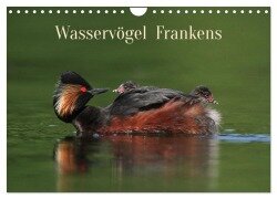 Wasservögel Frankens (Wandkalender 2025 DIN A4 quer), CALVENDO Monatskalender - Günter Bachmeier
