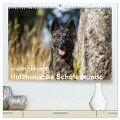 ausdrucksvolle Holländische Schäferhunde (hochwertiger Premium Wandkalender 2025 DIN A2 quer), Kunstdruck in Hochglanz - Fotodesign Verena Scholze