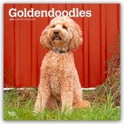 Cover-Bild zum Titel 'Goldendoodles - Goldendoodle 2026 - 16-Monatskalender' von 'Browntrout Publishers'