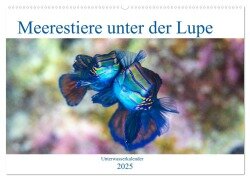 Meerestiere unter der Lupe - Unterwasserkalender (Wandkalender 2025 DIN A2 quer), CALVENDO Monatskalender - Sven Gruse