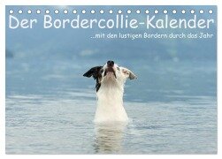 Cover-Bild zum Titel 'Der Bordercollie-Kalender (Tischkalender 2026 DIN A5 quer), CALVENDO Monatskalender' von 'Kathrin Köntopp'