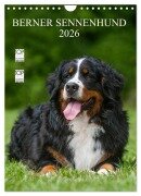 Cover-Bild zum Titel 'Berner Sennenhund 2026 (Wandkalender 2026 DIN A4 hoch), CALVENDO Monatskalender' von 'Sigrid Starick'